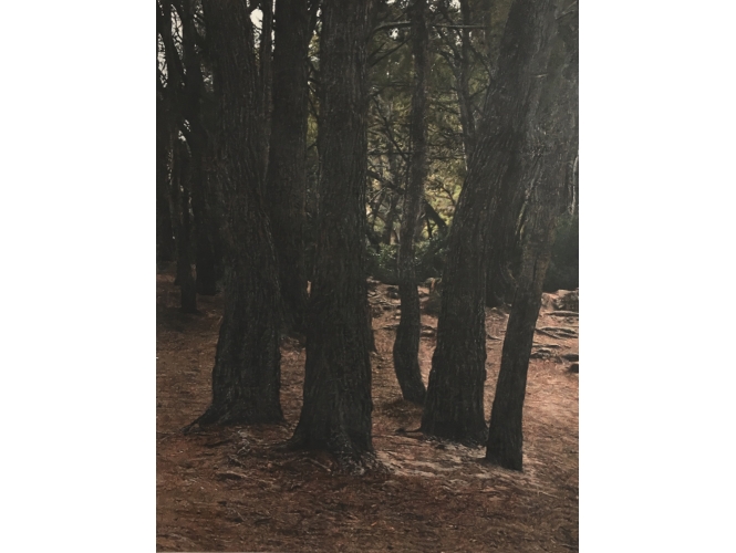 Pinède, 2016 % Huile sur toile / Oil on canvas<br/>162 x 130 cm<br/><br/>