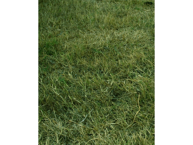 L’herbe, 2017 % Huile sur toile / Oil on canvas<br/>162 x 130 cm<br/><br/>
